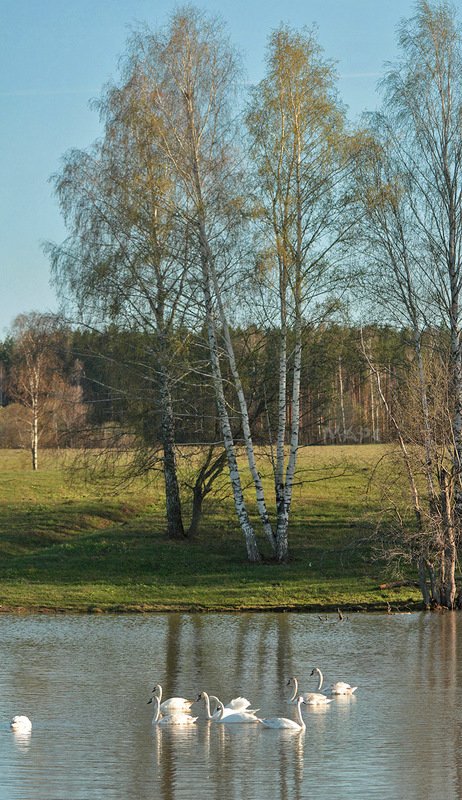 животные птицы лебеди-шипуны весна Лебеди прилетелиphoto preview