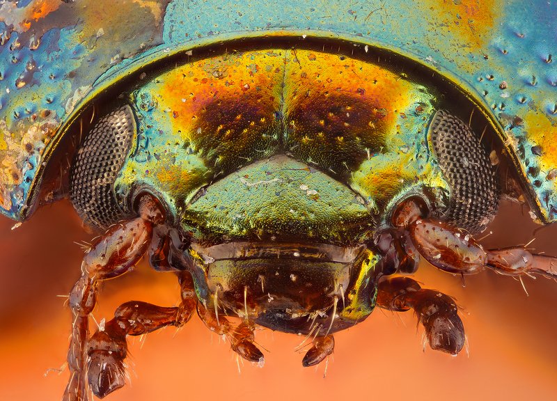 супермакро, макро, жук photo preview