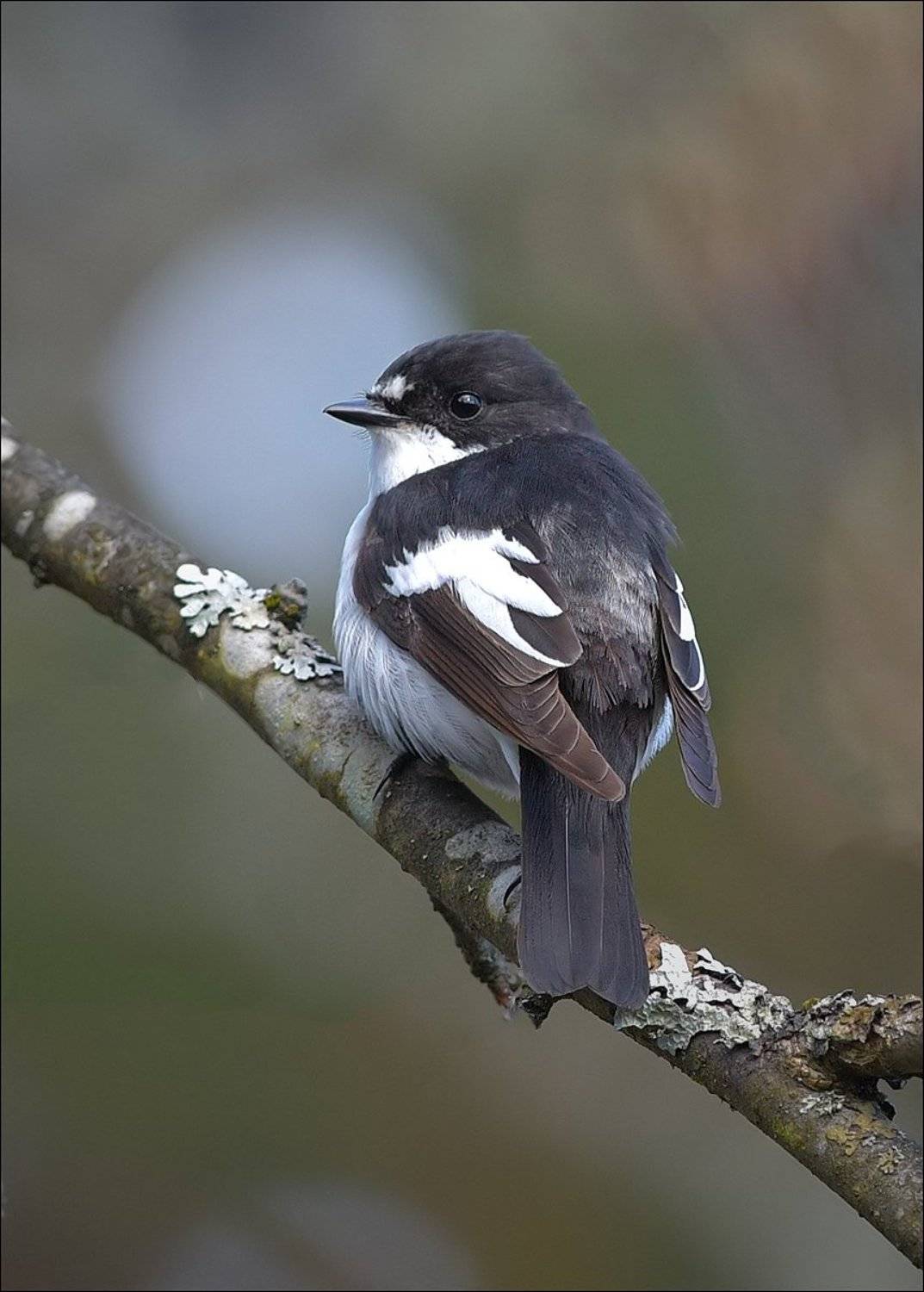 Пеструшка. Автор: Андрей Медведев мухоловка, Андрей Медведев