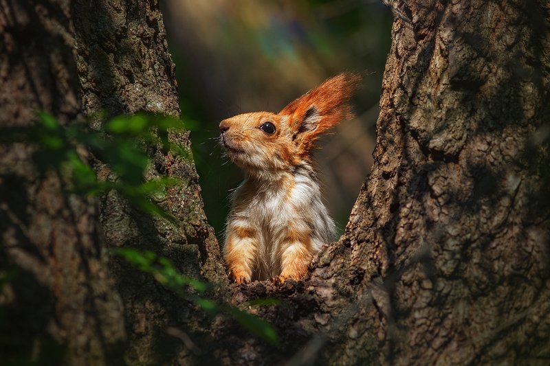 canon 55-250, beautiful, красивый, moment, момент, nature, природа, wildlife, живая, spring, весна, весенний, animal, животное, forest, лесное, fluffy, пушистая, red, рыжая, squirrel, белка, Солнечное утро милого пушистика :)photo preview