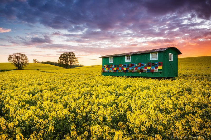 poland, polish, landscape, sunrise, sunset, colours, awesome, amazing, adventure, travel, beautiful, bee, colza, fields, beehive, light, sky, clouds Bee lifephoto preview