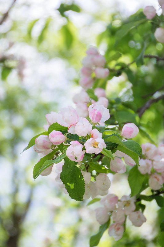 природа, весна, цветы Весны волшебный ароматphoto preview