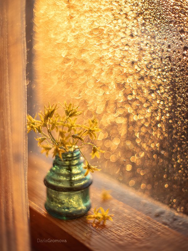 боке, ручной обьектив, мануальная оптика, фотограф, фотосессия, натюрморт, фото, блики, цветы, гелиос, макро, закат, цветы,  Медовый закатphoto preview