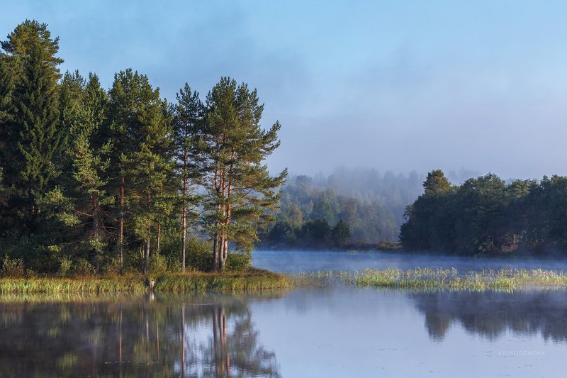 утро туман лес берег отражение ###photo preview