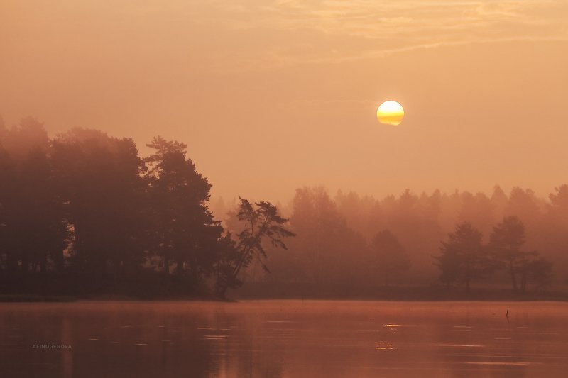 утро солнце рассвет лес ###photo preview