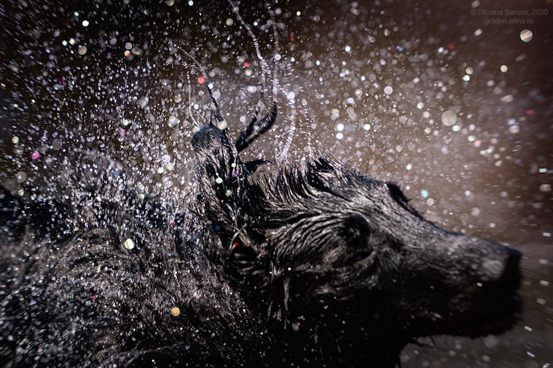 Мокрый ретривер - счастливый ретривер!photo preview