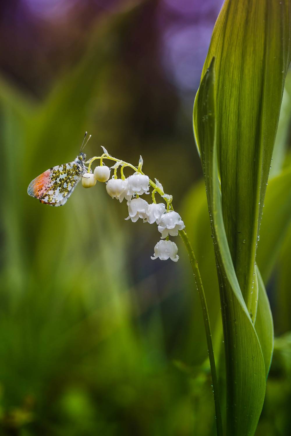 Утро на ландыше. Автор: Роман Зайцев , Роман Зайцев