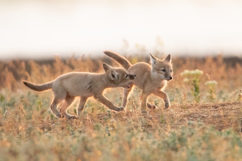 животные, лисята Семейные разборкиphoto preview