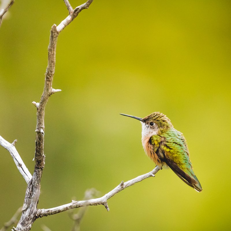 Broad-tailed hummingbird фото превью