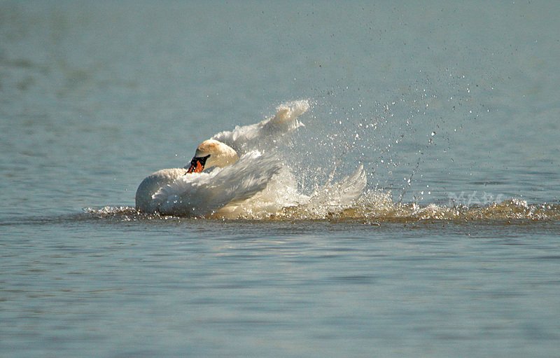 животные птицы весна лебедь-шипун Царевна Лебедьphoto preview