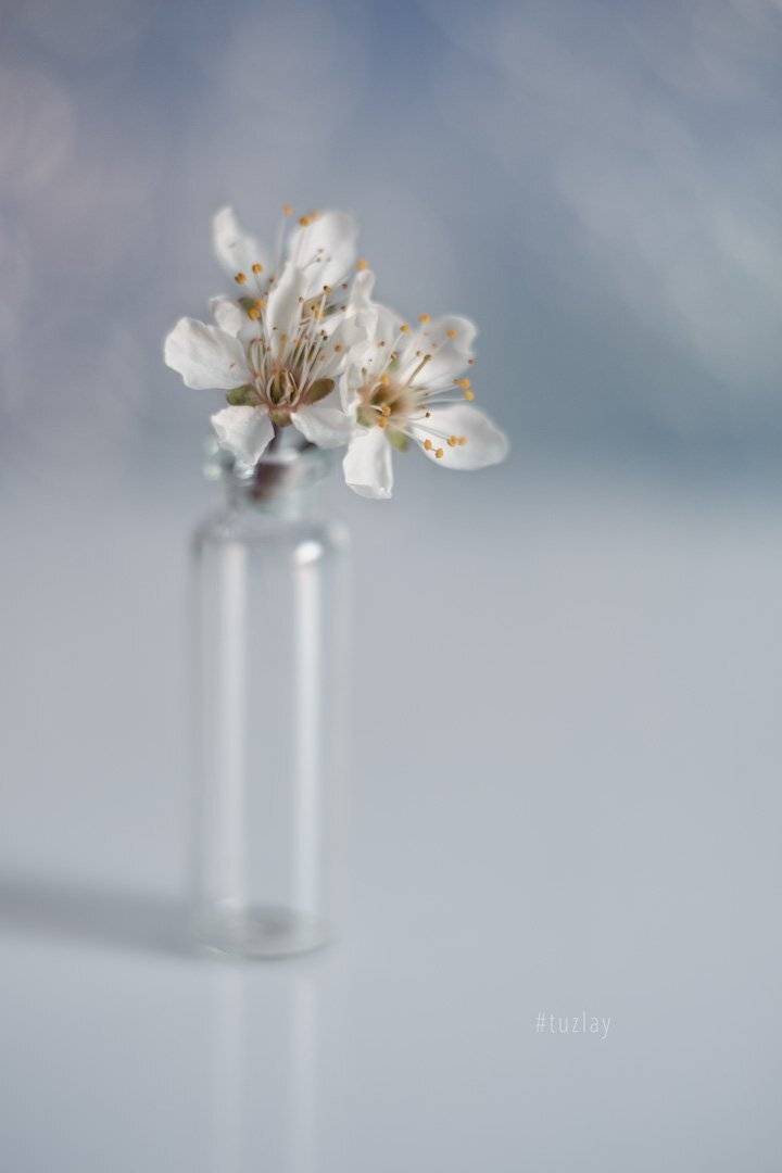 Немного апрельского минимализма. Автор: Владимир Тузлай цветки сливы, гелиос 44, боке, Владимир Тузлай