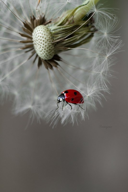 макро, природа, nature, macro, насекомые, insect, ladybug, божьякоровка photo preview