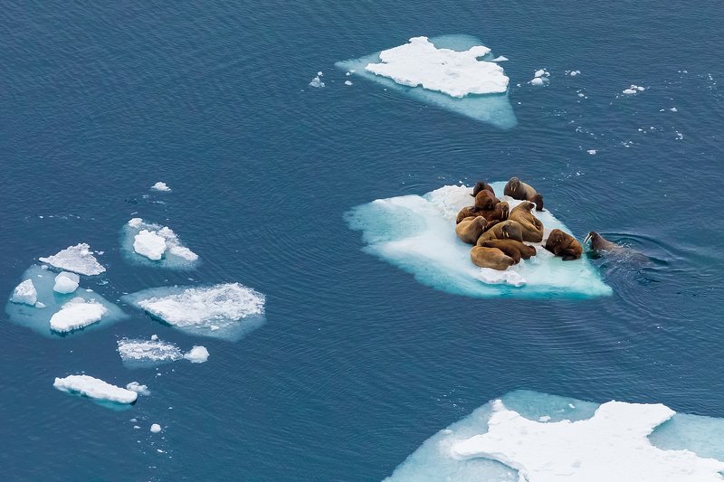 морж, атлантический морж, море, баренцево море, арктика, русская арктика, национальный парк, национальный парк русская арктика, лед, дрейфующий лед, зфи, земля франца-иосифа, архангельская область, нарвал легенда арктики, газпром нефть, arctic, barents se Дрейфующие в летоphoto preview