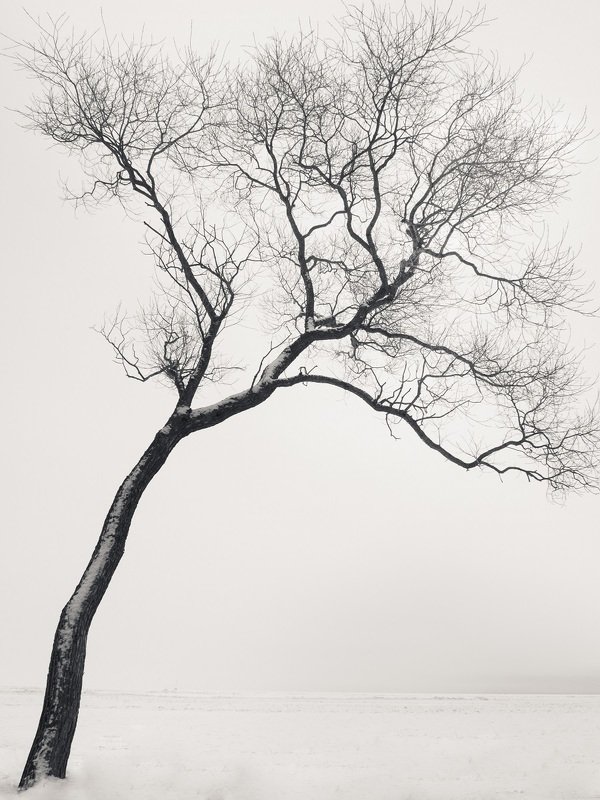 чёрно-белое, графика, петергоф, александрия В мечтах...photo preview