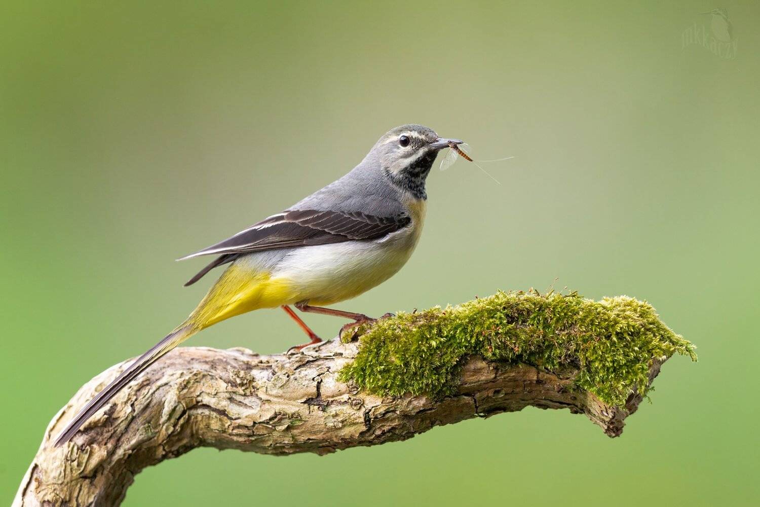 Grey wagtail with a mayfly. Автор: Marcin Kaczmarkiewicz , Marcin Kaczmarkiewicz