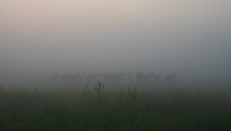 Лошади в тумане.photo preview