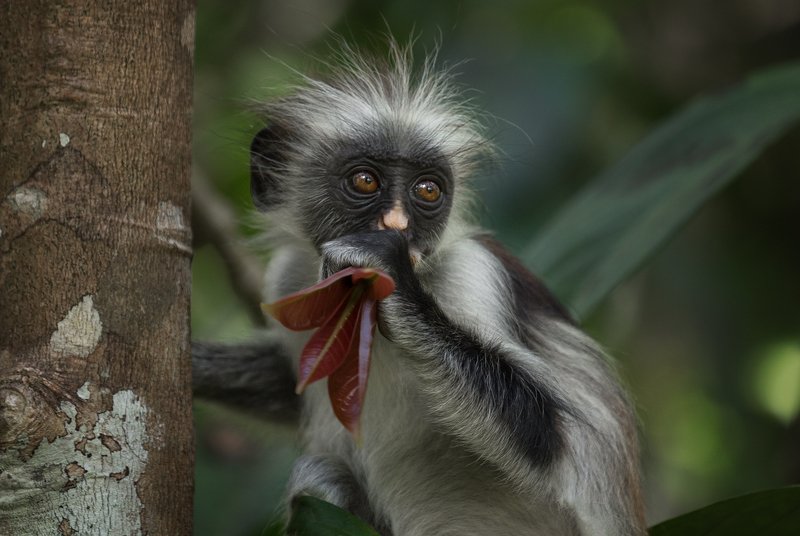 колобус , примат, занзібар ,африка ,джозани , национальный парк , занзибар , танзания, обезьяна ,zanzibar Занзибарский колобусphoto preview