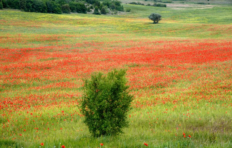 Серия Крымphoto preview