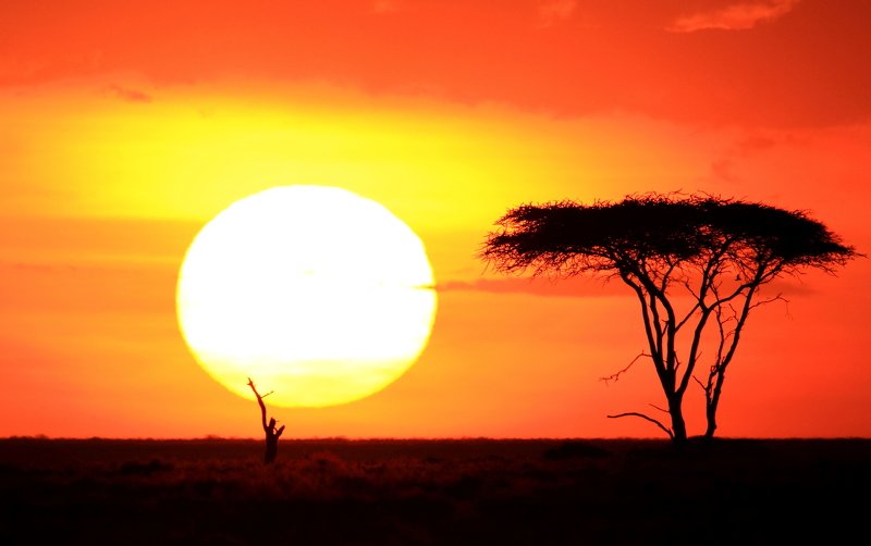 acacia sunsetphoto preview