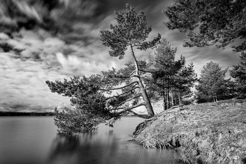 Берег забытых сосенphoto preview