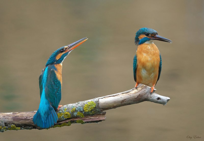 птицы, зимородок, пара Женские капризыphoto preview