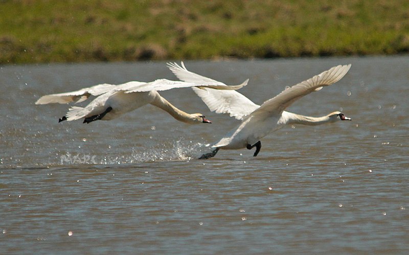 животные птицы весна лебеди-шипуны Догонялкиphoto preview