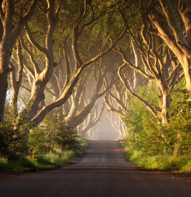 northern, ireland, dark hedges Dark Hedgesphoto preview