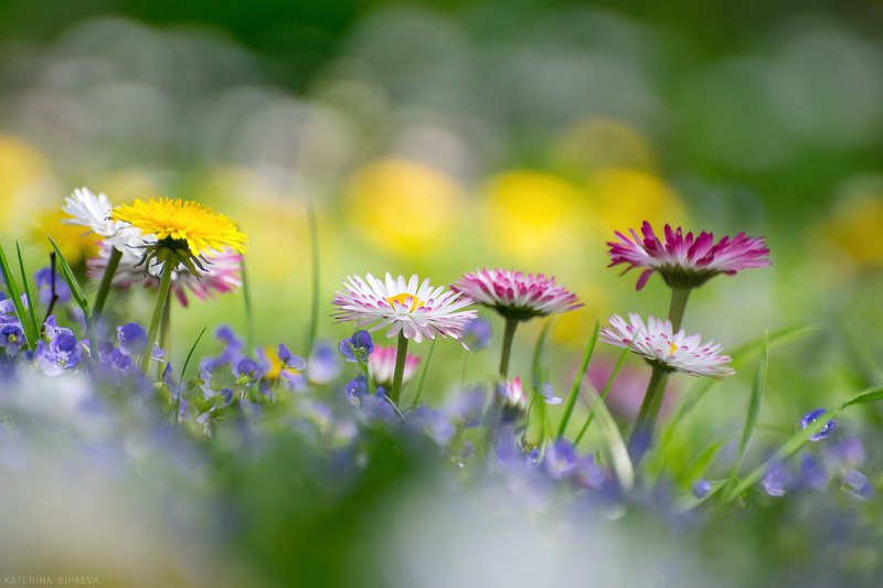 природа, весна, цветы Весеннее цветениеphoto preview