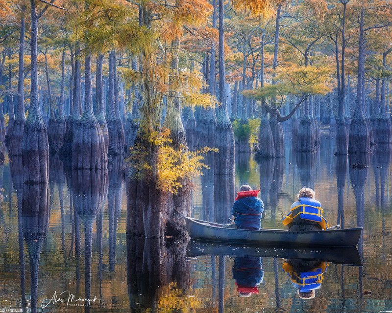 кипарис, болото, озеро, отражение, вода, туман, утро, осень, фото-тур, США Прогулка по кипарисовому озеруphoto preview