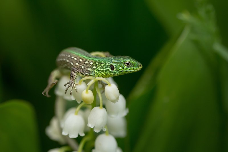 Ящерицаphoto preview