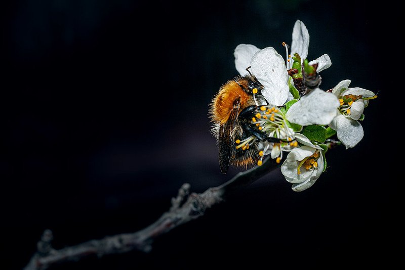 южный урал,оренбургская область, орск, новотроицк, Шмелиные забавы!!!photo preview