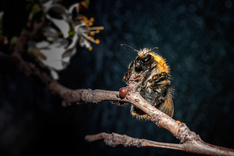 южный урал,оренбургская область, орск, новотроицк, Шмелиная Соваphoto preview