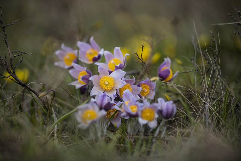 первенцыphoto preview