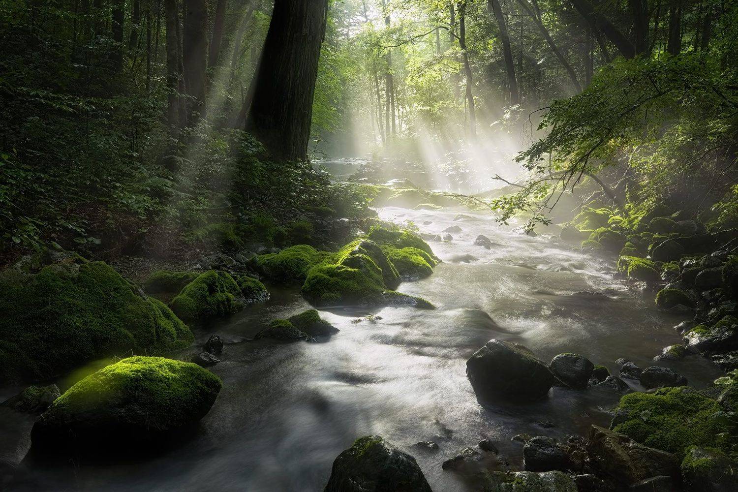 ray of light. Автор: Евгений Паршуков лето, ручей, тайга, приморский край, река таёжная, Евгений Паршуков