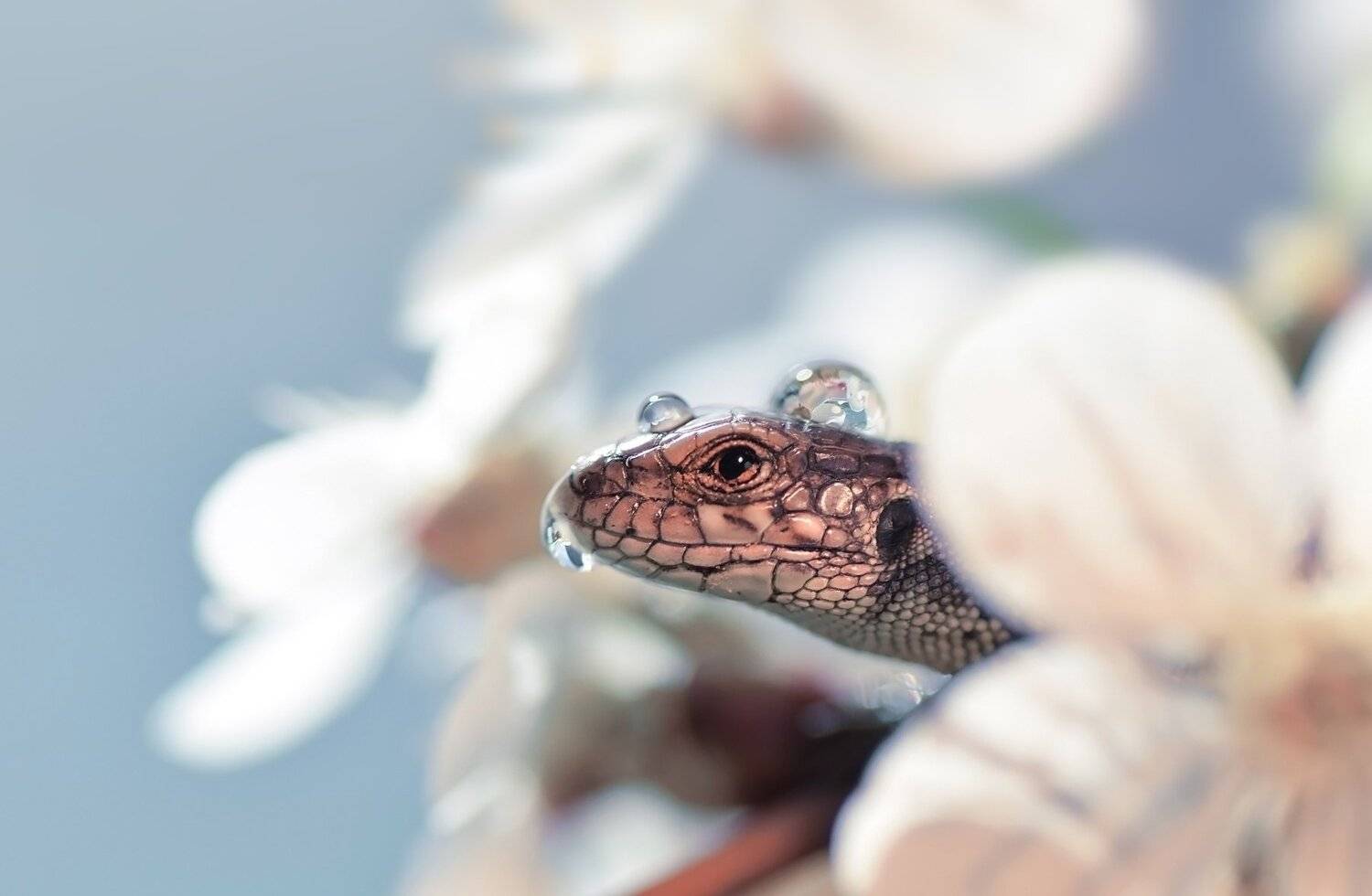 макро, ящерица, нежность, весна, Лапшина Владлена