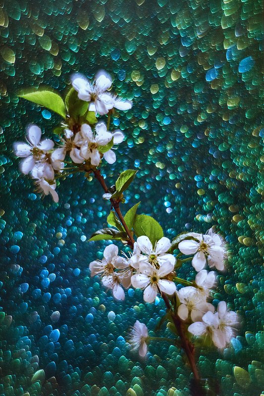 helios-44m, manual lens, мануальная оптика, beautiful, красивый, moment, момент, spring, весна, весенний, branch, ветка, blossoming, цветущая, cherry, вишня, bokeh, боке, magical, волшебное, Все, цветочки отцвели...photo preview