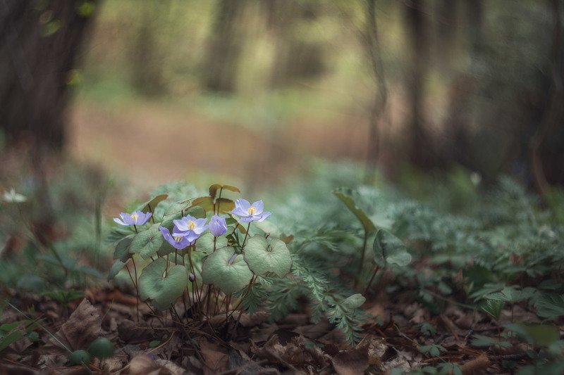 Где-то в лесуphoto preview