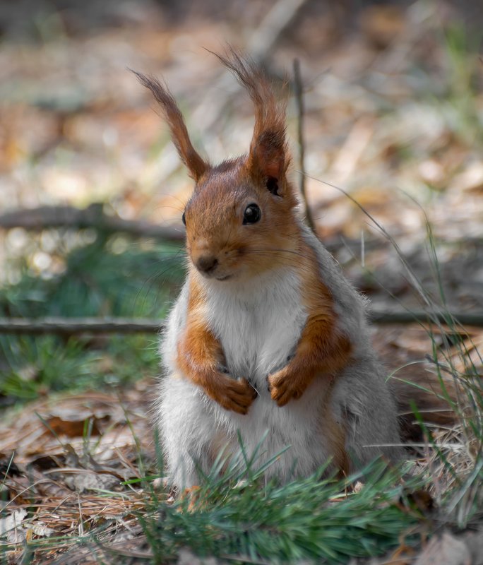белка, лес, Бела..photo preview