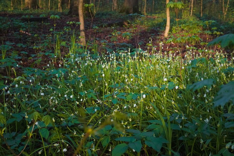 Прогулка в маеphoto preview