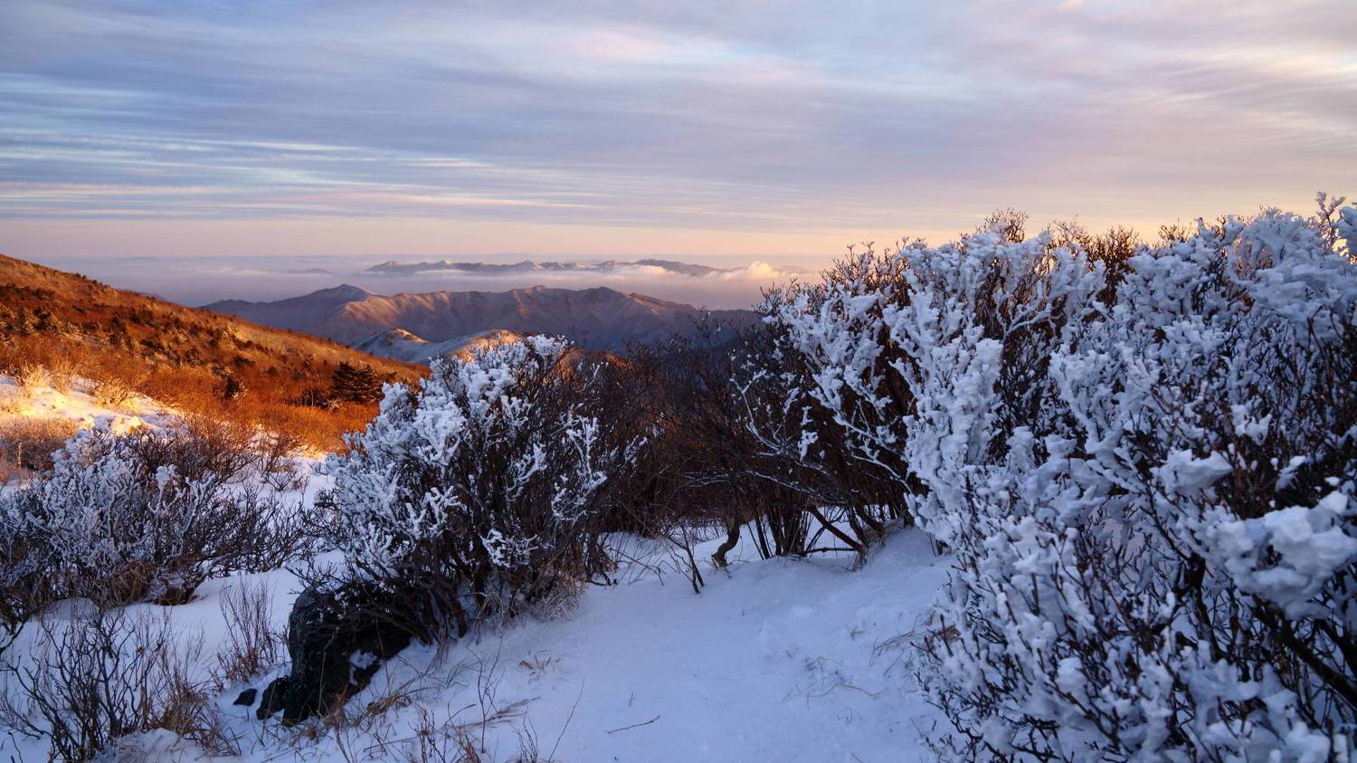 Rime ice on the branches. Автор: Shin south korea, jeollabukdo, winter, fog, tree, mountain, rime ice, sunlight, cloud, morning light, landscape,, Shin