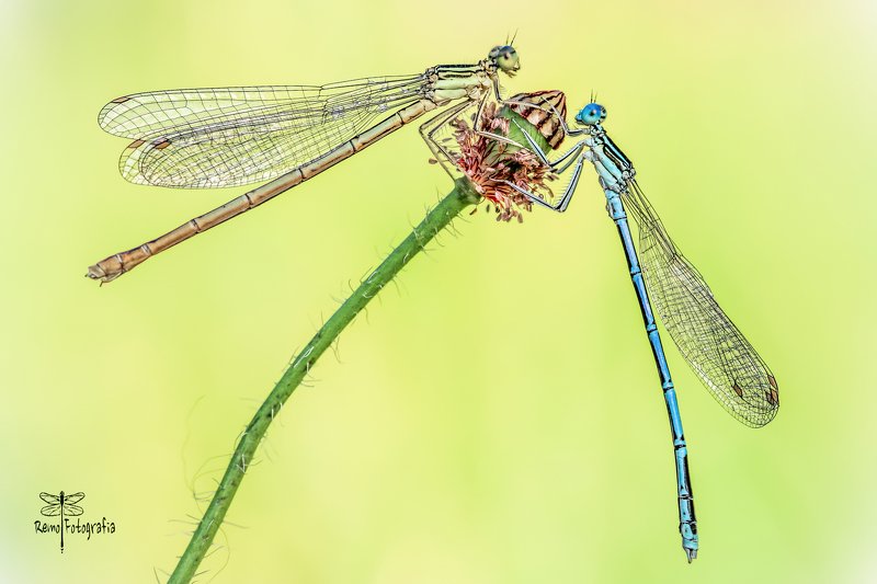 Platycnemis pennipes-Pióronóg zwykły.photo preview
