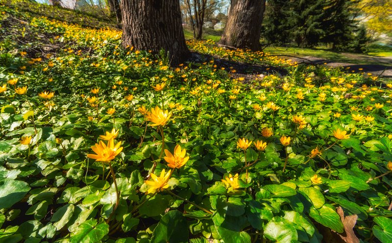 весна, лес, цветы Лесной коверphoto preview