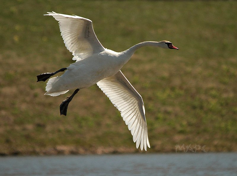животные птицы весна лебедь-шипун Полет лебедяphoto preview