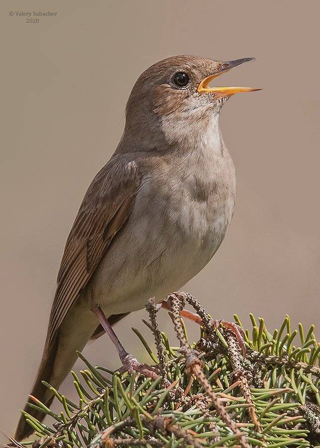 Талдомский соловей. Автор: Валерий Субачев , Валерий Субачев