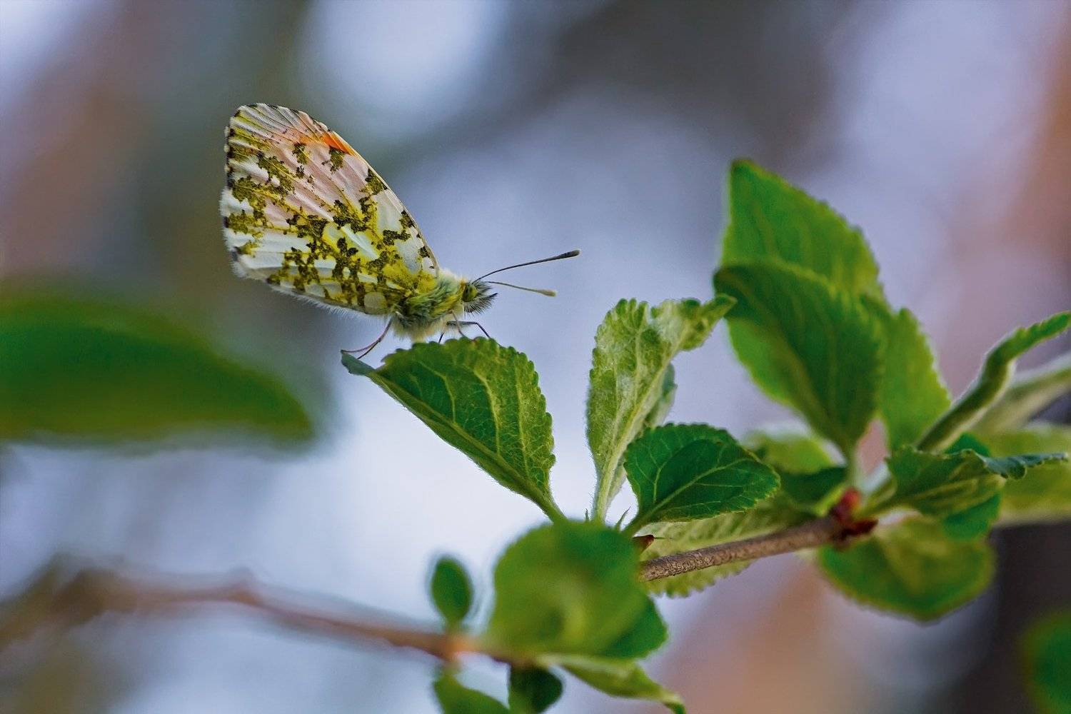 бабочка,лист,трава,солнце,крылья,свет,блик,цветок, Юрий Котов