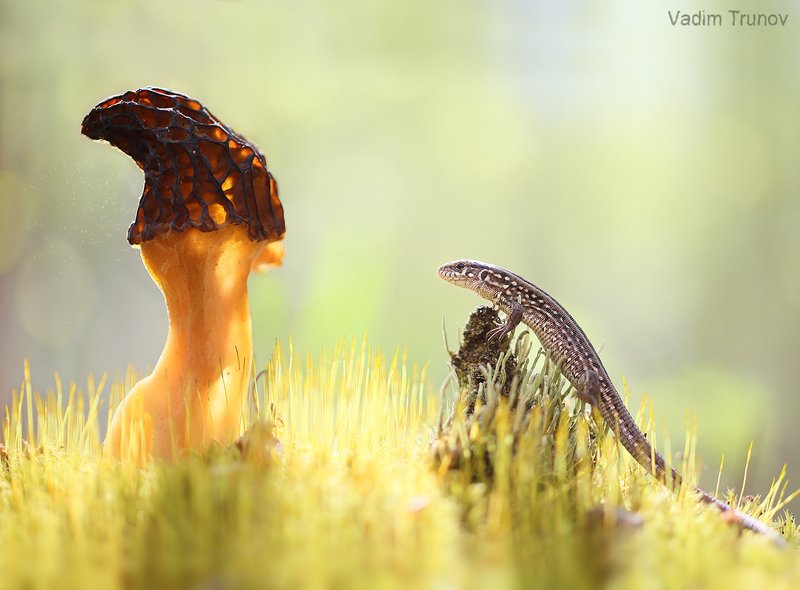 гриб, сморчок, ящерица, макро Встреча с Волшебником фото превью