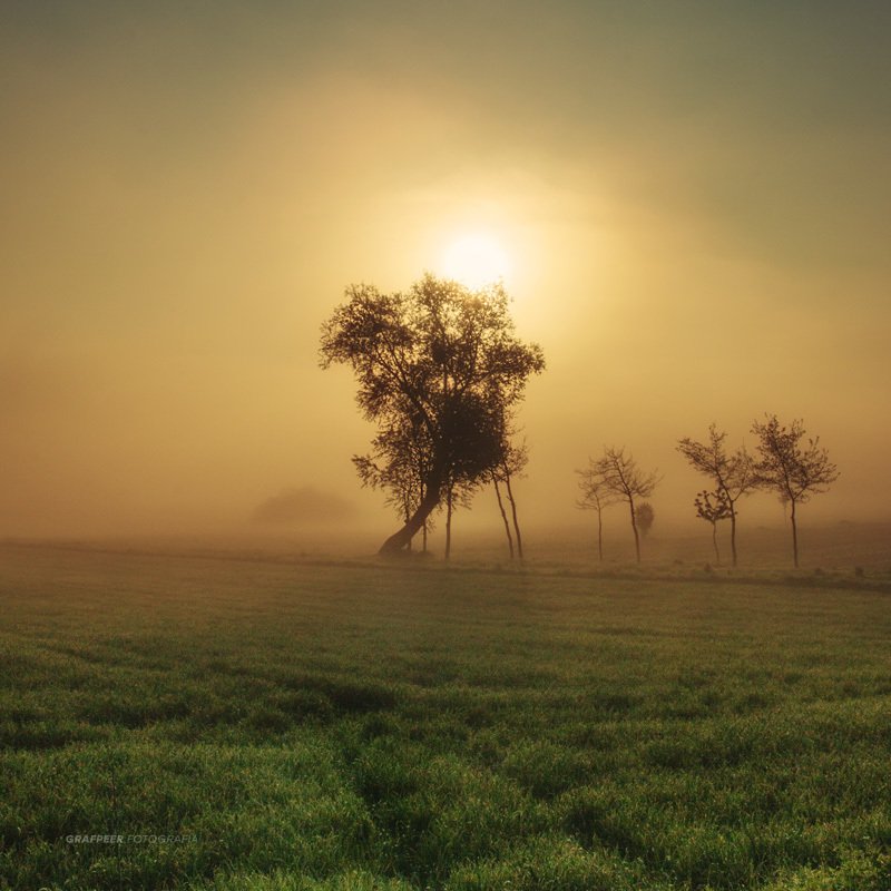 landscape, morning, foggy, tree, sunrise, field a foggy morning...photo preview