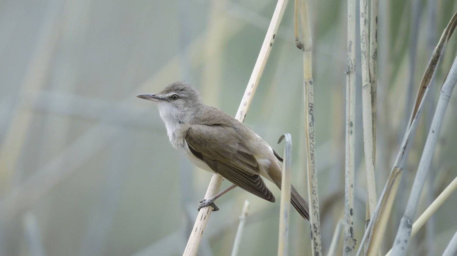 , Alexander Plekhanov