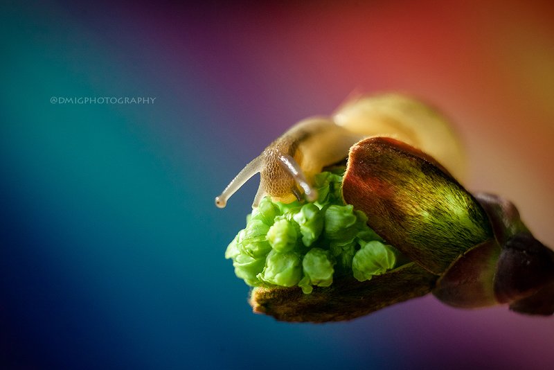 macro, snails, nature, улитка, природа, макросъёмка, макромир, colorsphoto preview