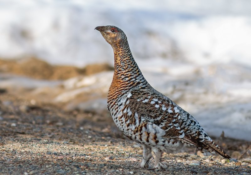 копалуха, самка глухаря,глухарка,север,весна,природа,коми,анималистика,кенон,фотоохота,kapalua, the female of grouse,glukharka,north,spring,nature,komi,animal,canon,wildlife photography, Копалуха, самка глухаряphoto preview
